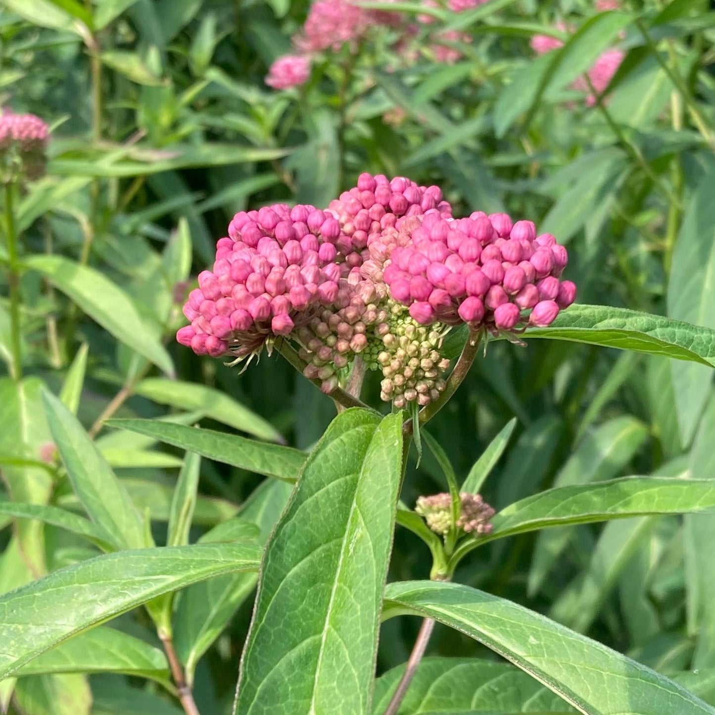 Milkweed, Rose (Asclepias incarnata)
