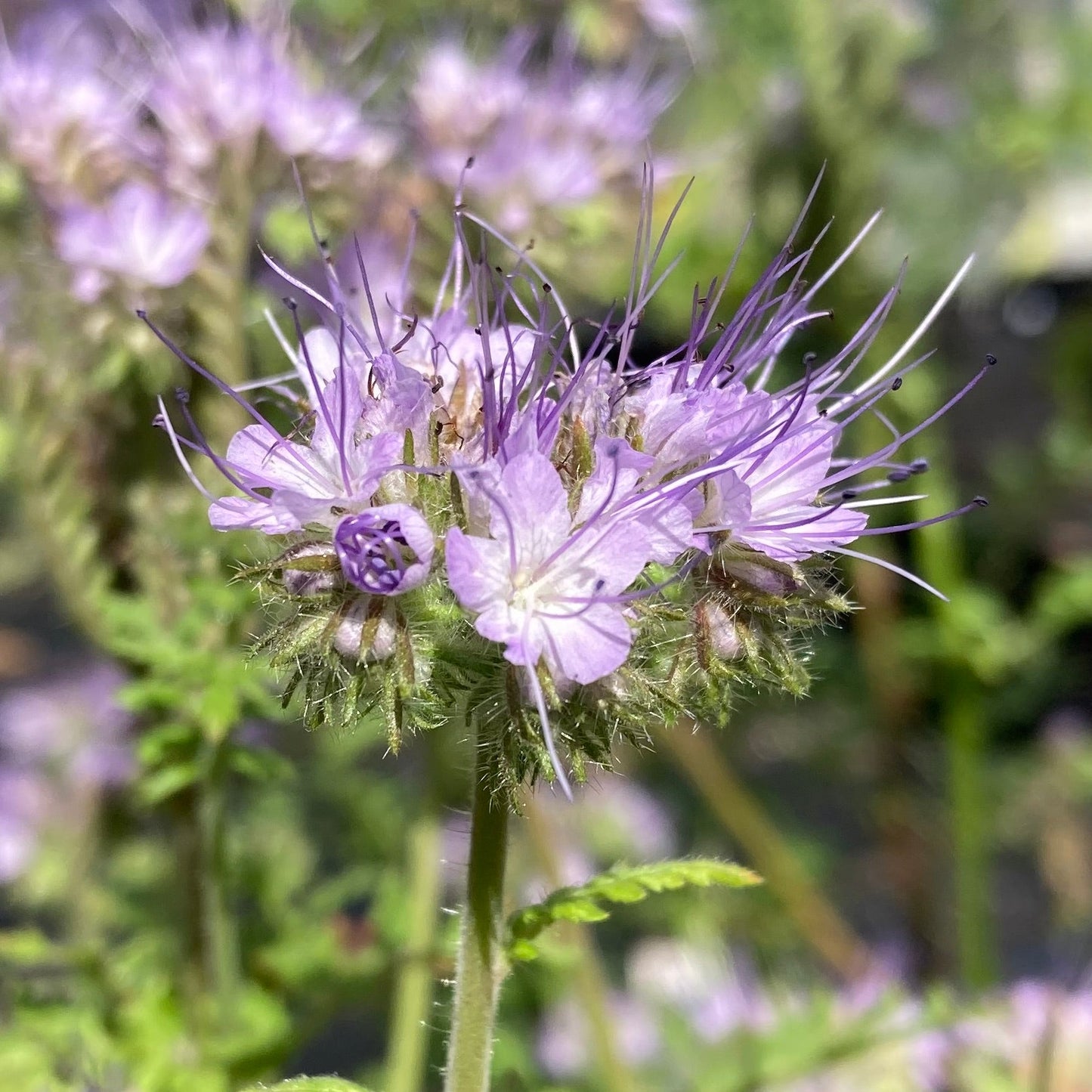 Bee's Friend Phacelia (Phacelia tanacetifolia)
