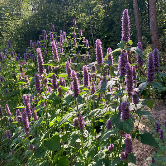 Mint, Korean aka Huo Xiang (Agastache rugosa)