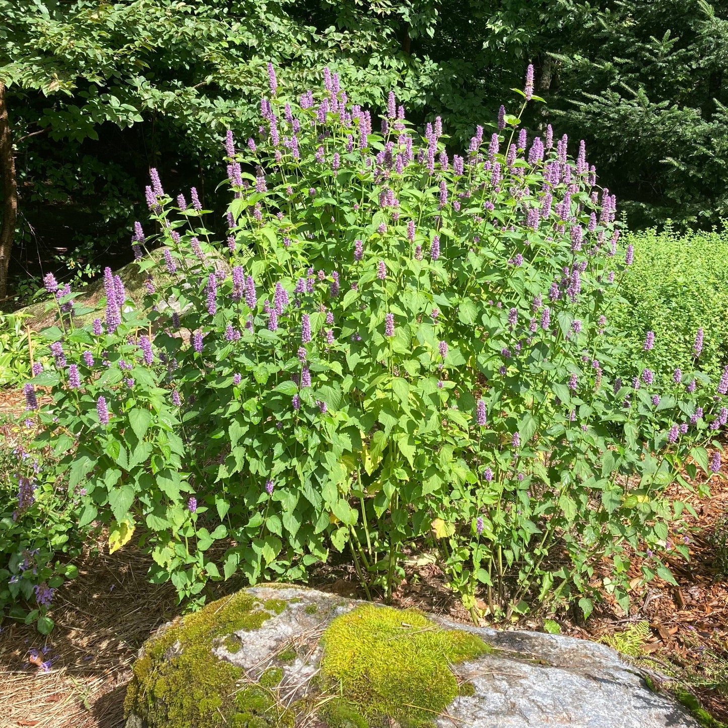 Mint, Korean aka Huo Xiang (Agastache rugosa)