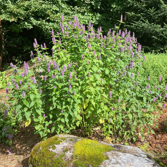 Mint, Korean aka Huo Xiang (Agastache rugosa)
