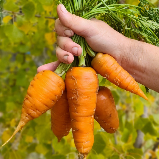 Kinko 6" Chantenay Carrot