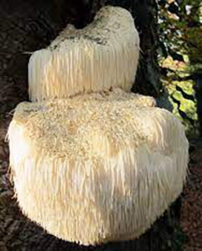 Lions Mane Mushroom Culture - 10mL