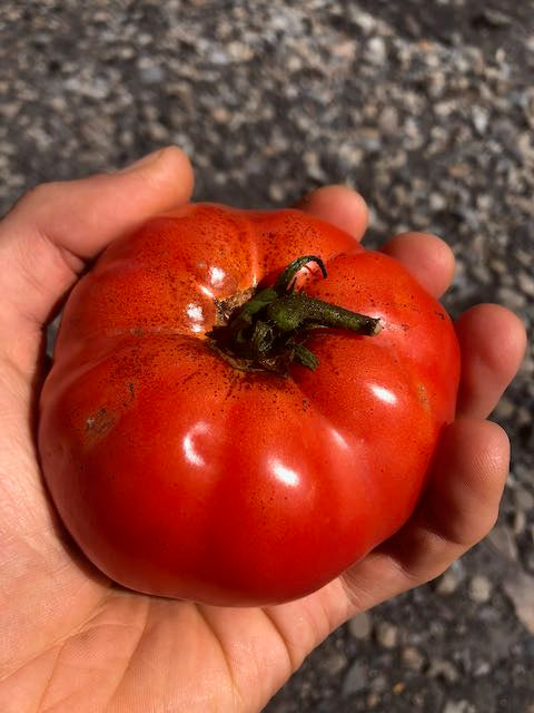 Siberian Market Miracle Tomato