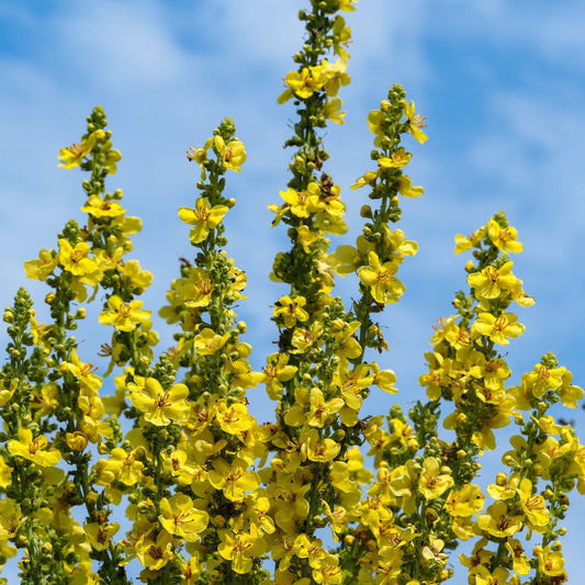 Mullein, Olympic (Verbascum olympicum)