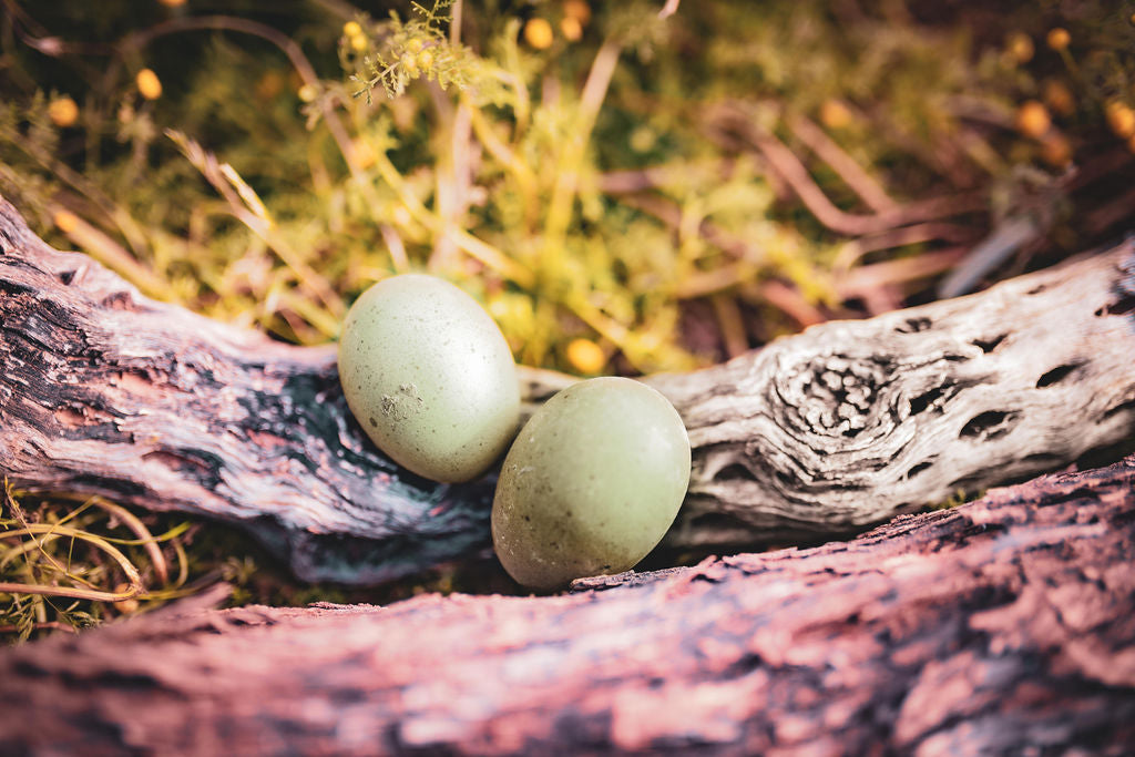 Moss & Olive Egger Chicks – Buy 10 + 5 Bonus Free (15 St. Run Chicks, Shipping Included)