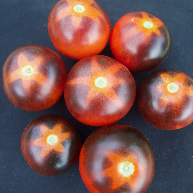 Goluboy Les (Blue Forest) Tomato