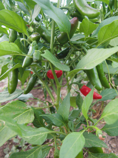 Early Jalapeño Peppers