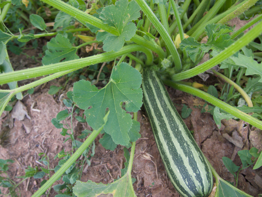 Coco Zelle Zucchini