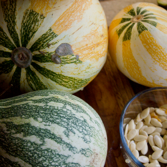 Hopi Origin Cushaw Winter Squash