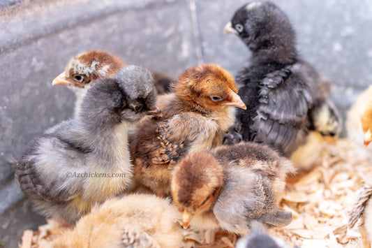 Rainbow Egg Assortment – Buy 10 + 5 Bonus Free (15 St. Run Chicks, Shipping Included)