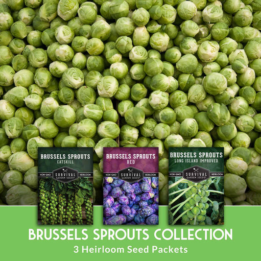 Brussels Sprouts Seed Collection – Red, Catskill & Long Island Improved Heirlooms for Cool-Season Harvests