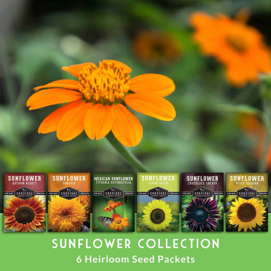 Sunflower Seed Collection – 6 Colorful, Pollinator-Friendly Varieties for Stunning Garden Displays