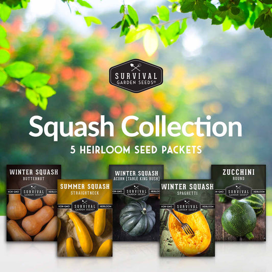 Squash Seed Collection – Zucchini, Yellow Summer, Butternut, Spaghetti & Acorn Varieties for Productive Summer and Winter Harvests