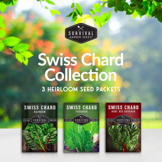 Swiss Chard 3 Variety Seed Collection – Rainbow, Ruby Red, and Fordhook Giant Heirloom Greens for Continuous Harvests