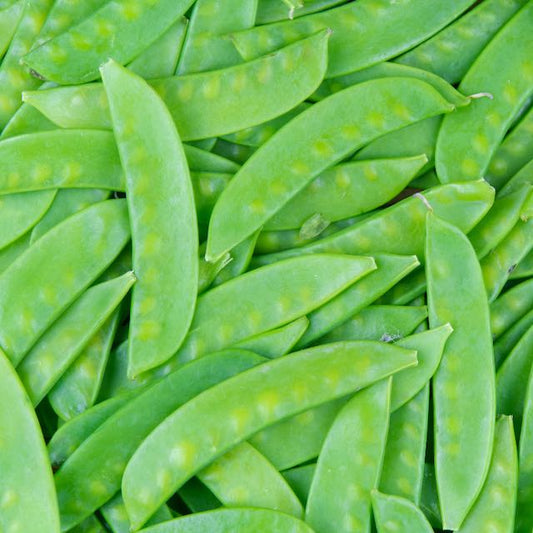 Oregon Sugar Pod II Pea