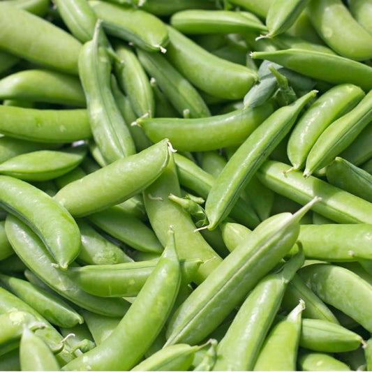 Sugar Snap Pea