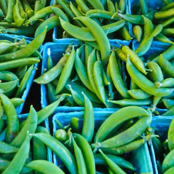Sugar Snap Pea