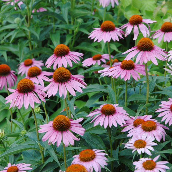 Echinacea