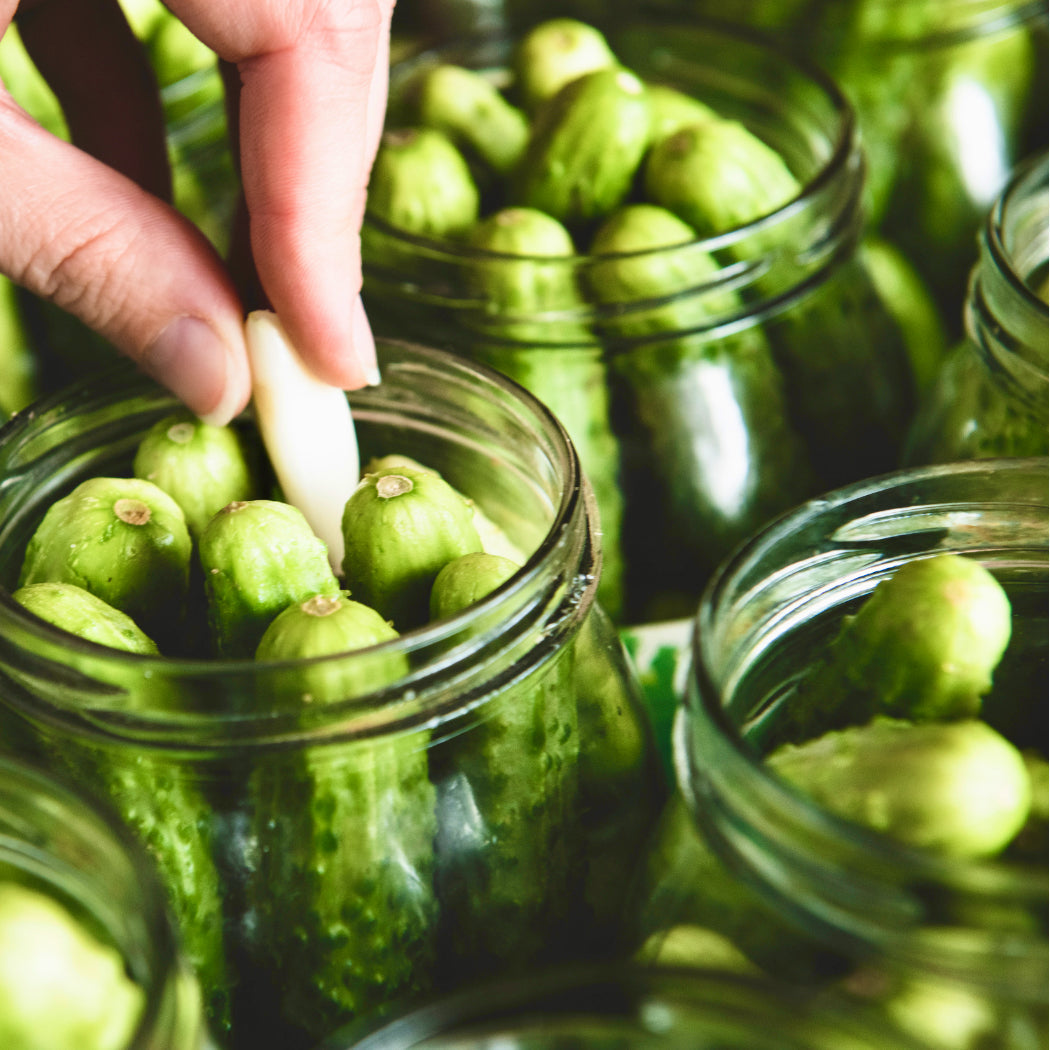 National Pickling Cucumber