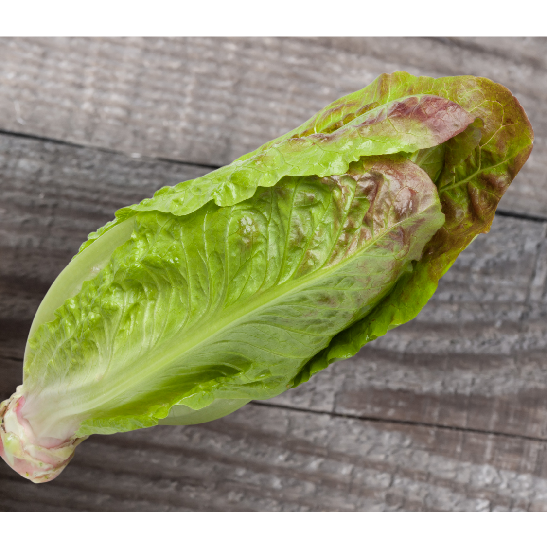 Brown Goldring Lettuce