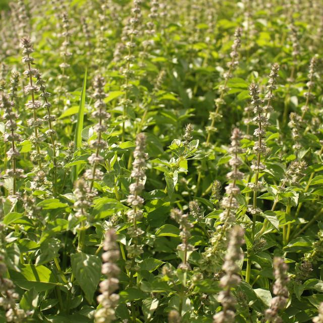 Lemon Basil