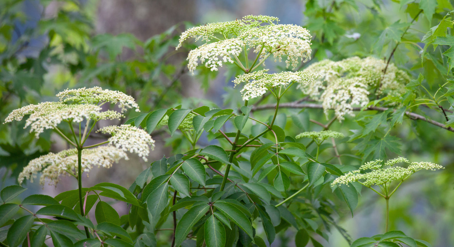 Elderberry, American Black (Sambucus canadensis)