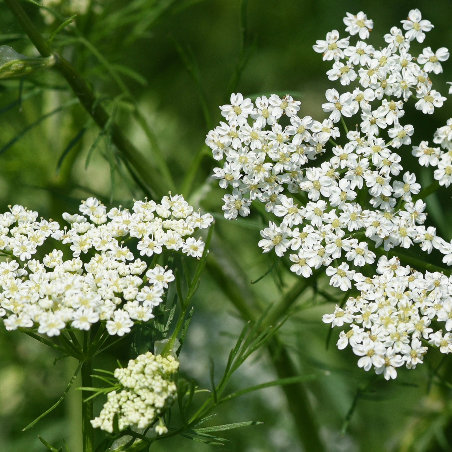 pimpinella anisum plant Anise Seed (Pimpinella anisum)