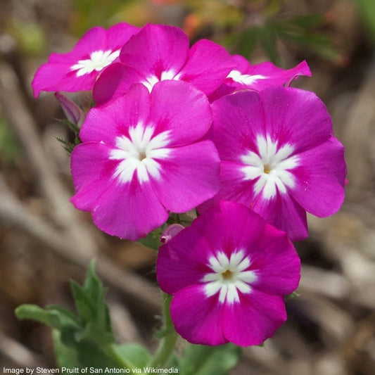 Phlox, Annual (Phlox drummondii)