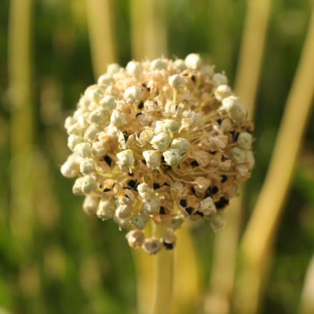 Lofty Onion Landrace