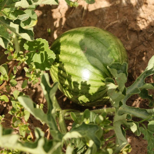 Pueblo Watermelon Mix