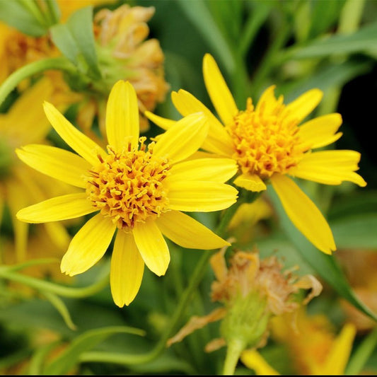 Arnica, Meadow (Arnica chamissonis)