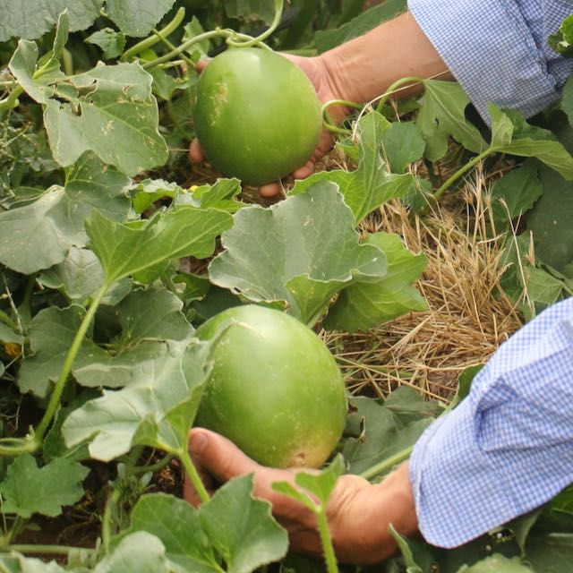 Hopi Origin Titus Cantaloupe