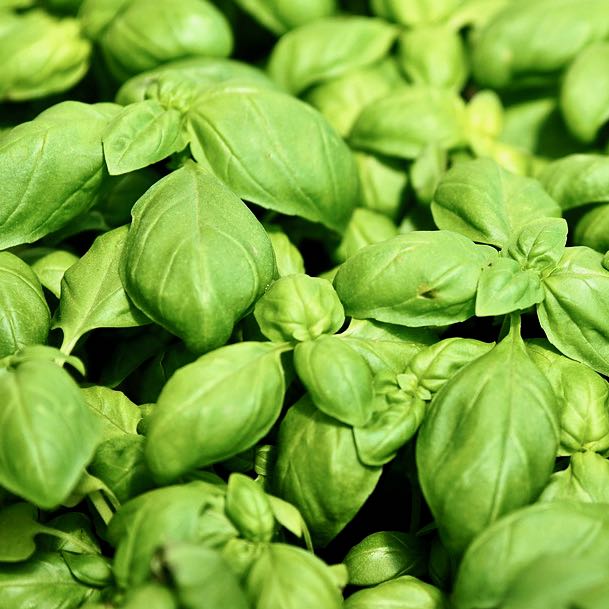 Genovese Basil