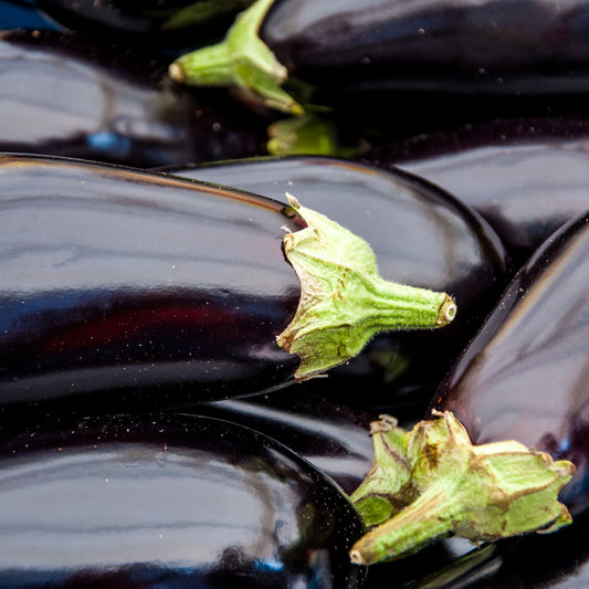 Black Beauty Eggplant