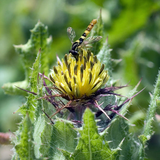 Thistle, Blessed (Cnicus benedictus)
