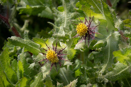 Thistle, Blessed (Cnicus benedictus)