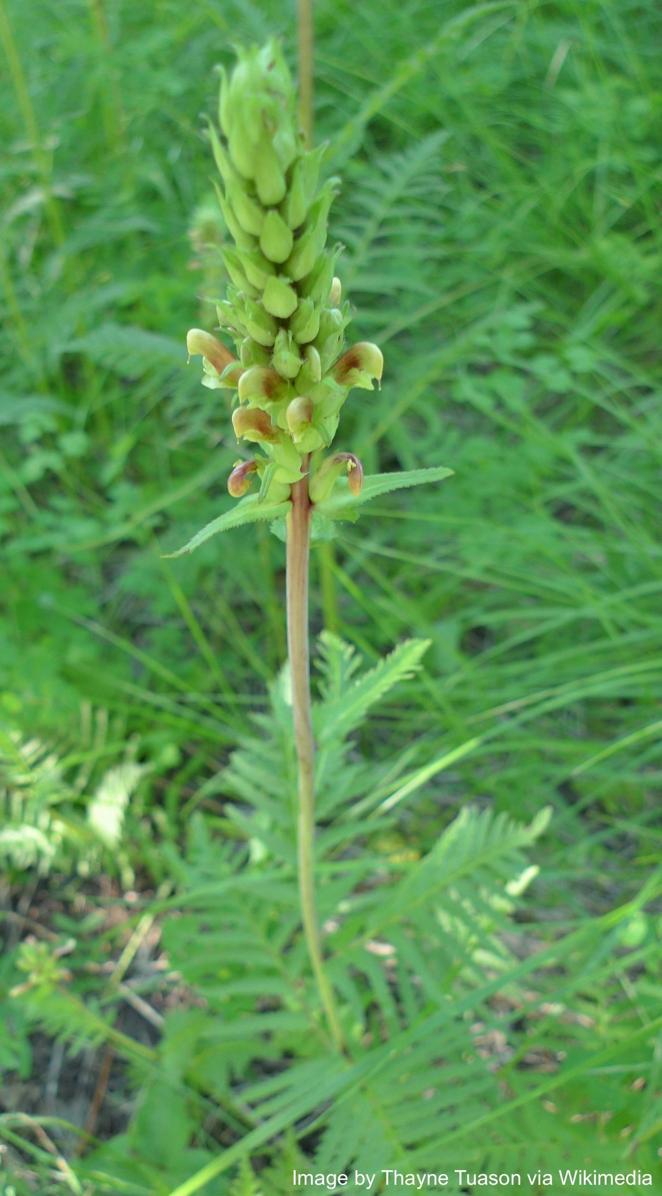 Lousewort, Bracted aka Pedicularis (Pedicularis bracteosa)
