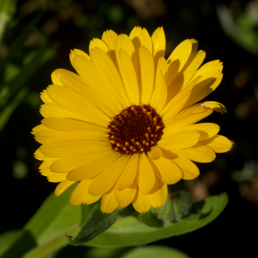 Calendula Mix