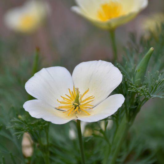 Poppy, California White Linen (Eschscholzia californica)
