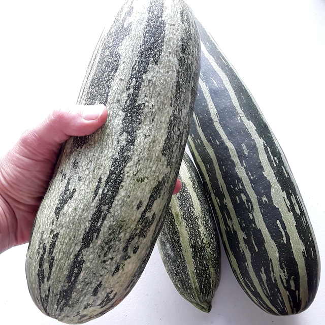 Caserta Zucchini