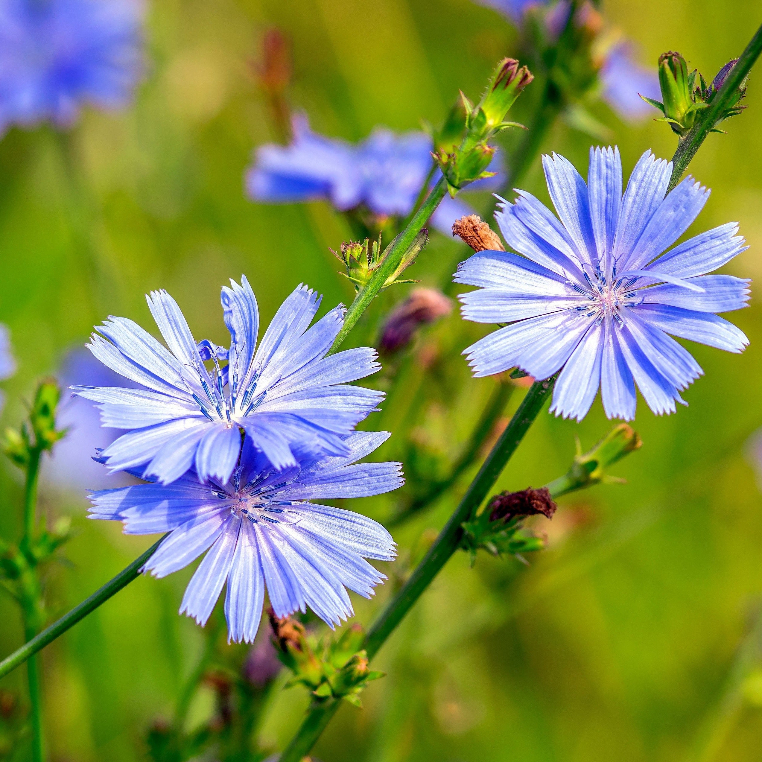 Chicory Wild Cichorium Intybus Mother Earth News chicory-wild-cichorium-intybus-mother-earth-news