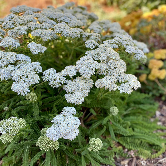 Yarrow, Coastal (Achillea millefolium litoralis)