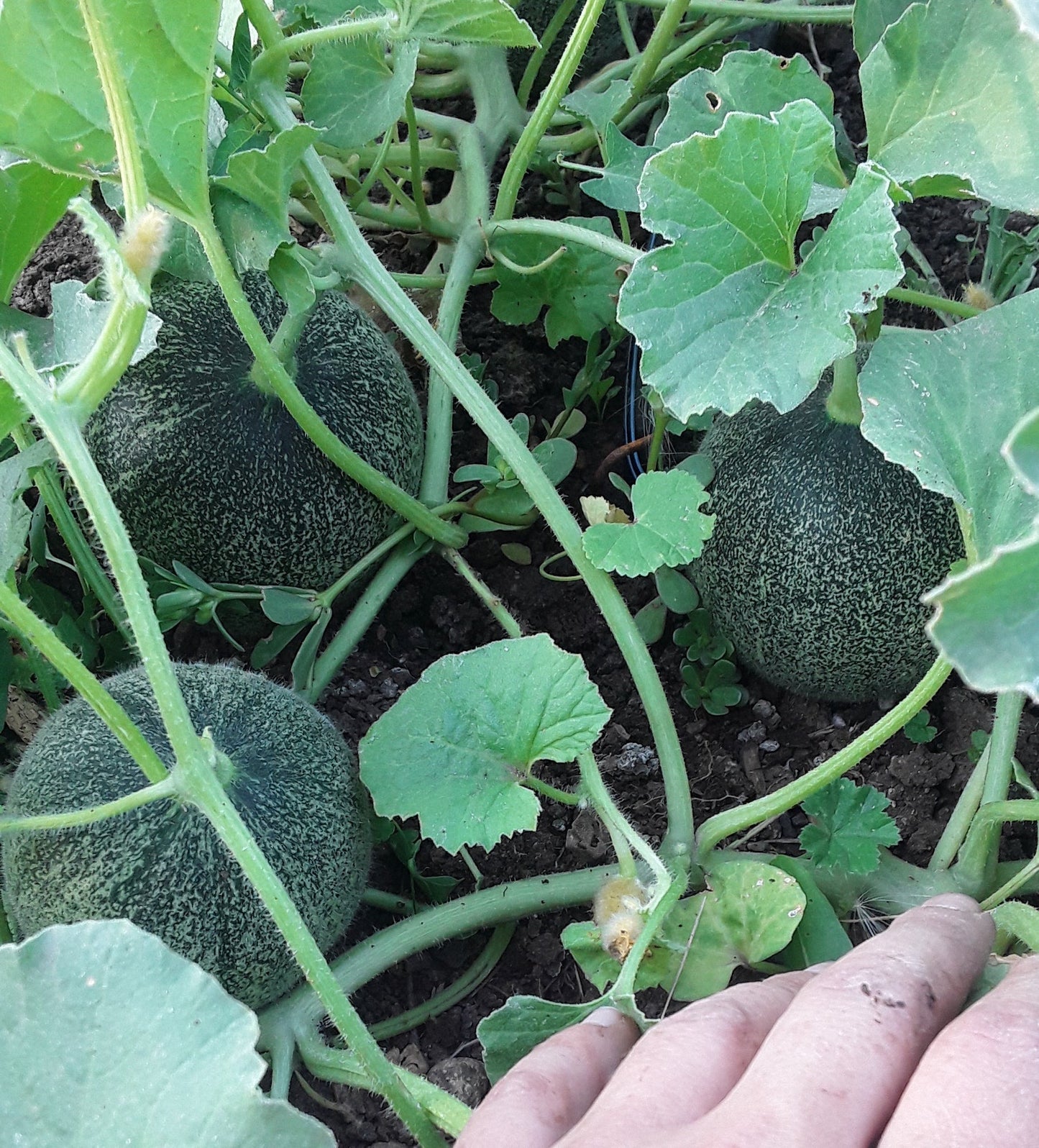 Collective Farm Woman Cantaloupe