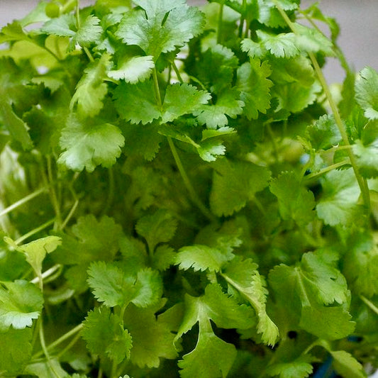 Slow-Bolt Cilantro (Coriander)
