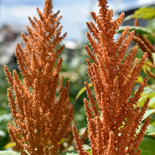 Amaranth, Culinary Mix (Amaranthus cruentus)