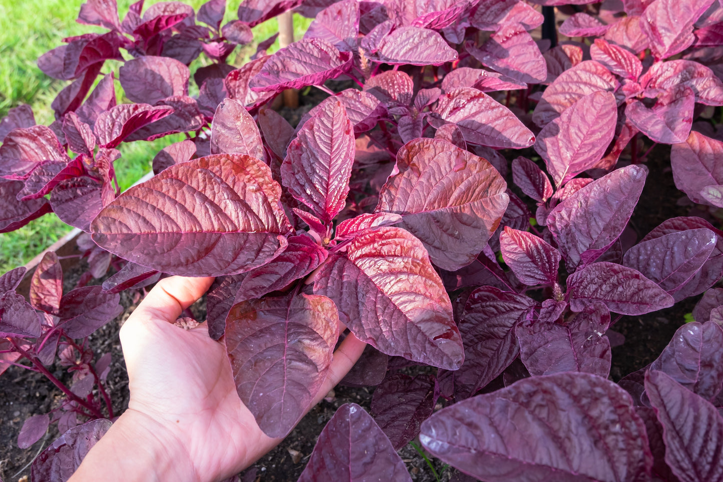 Amaranth, Culinary Mix (Amaranthus cruentus)