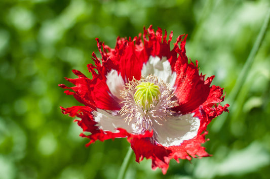 Poppy, Danish Flag (Papaver somniferum)