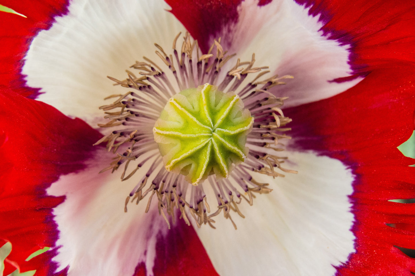 Poppy, Danish Flag (Papaver somniferum)