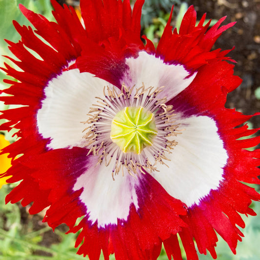 Poppy, Danish Flag (Papaver somniferum)